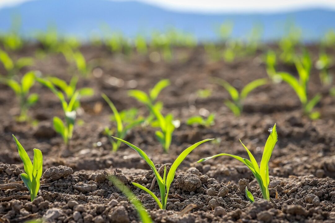 Plante de cultivat în martie, în grădină