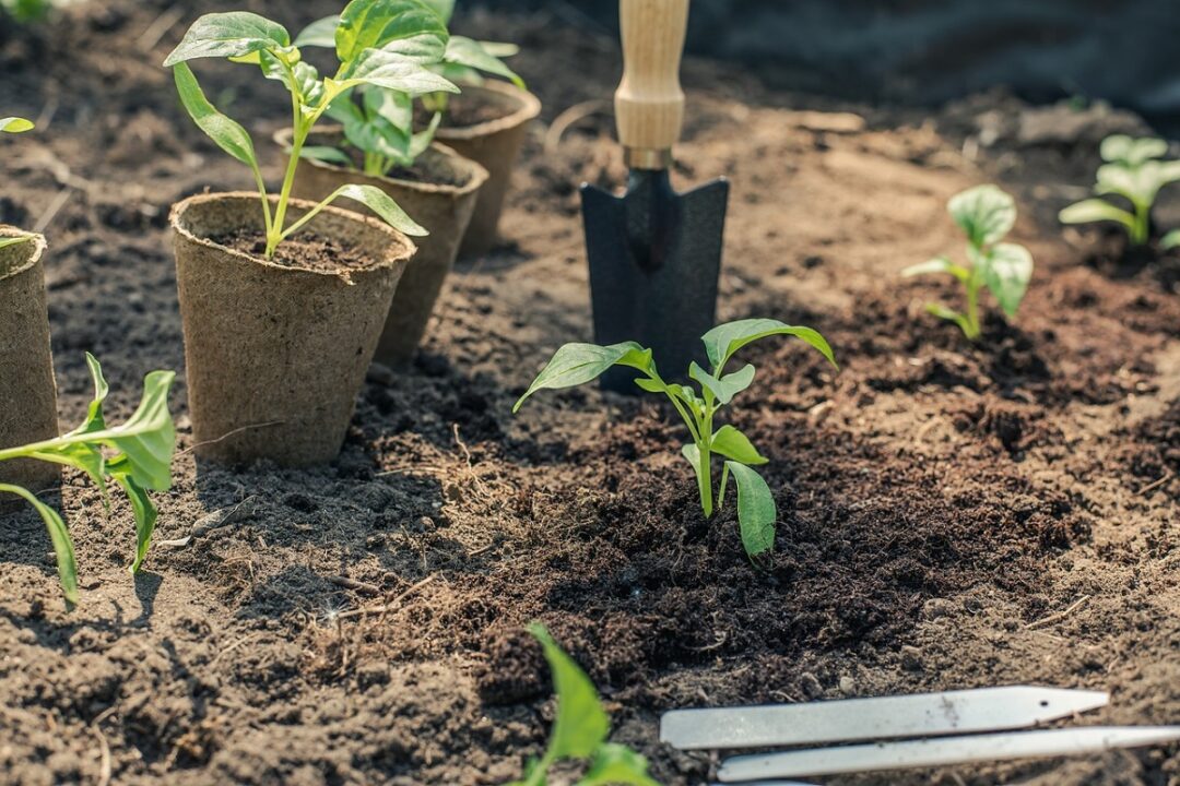 Ce plante să cultivi în martie pentru o recoltă bogată. Secretele grădinarilor experimentați
