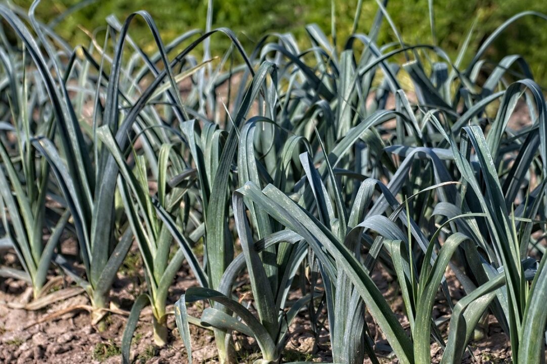 Cum să cultivi praz pentru o recoltă abundentă. Care sunt beneficiile consumului de praz