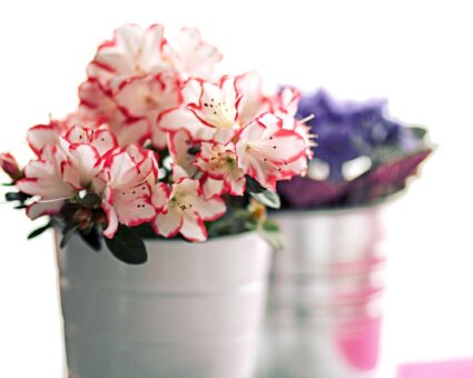 Plante care purifică aerul. Îmbunătățesc calitatea aerului din locuința ta