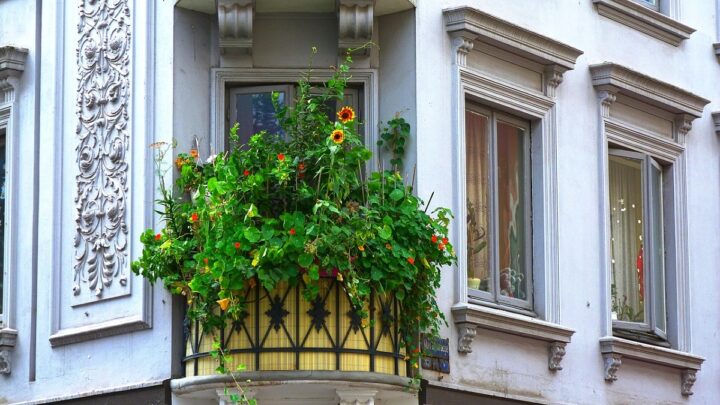 Balconul – grădina ta urbană. Ce trebuie să iei în considerare