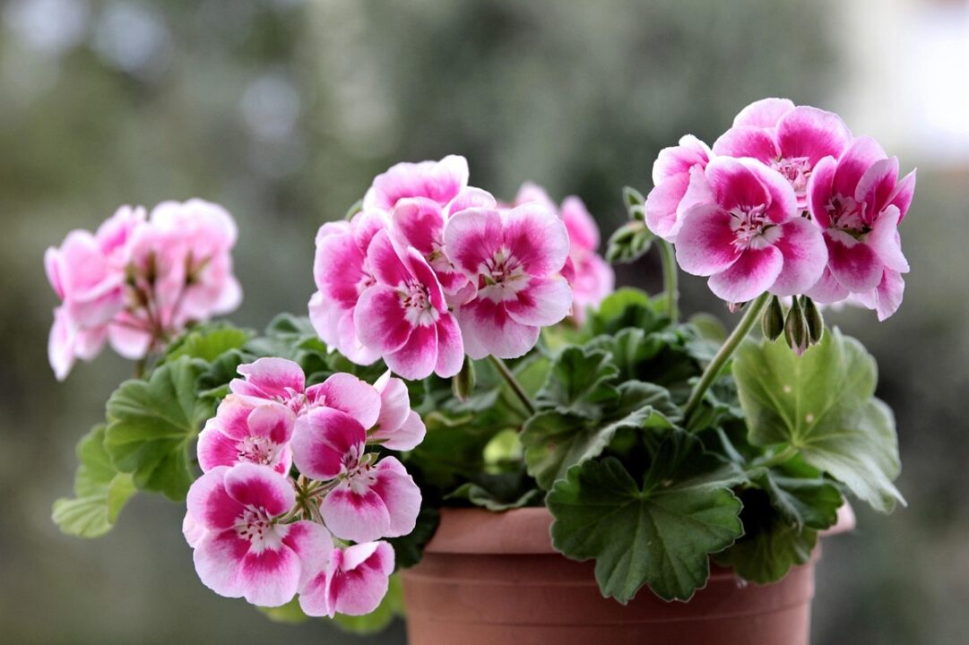 Mușcatele – cele mai frumoase flori pentru balcon și grădină