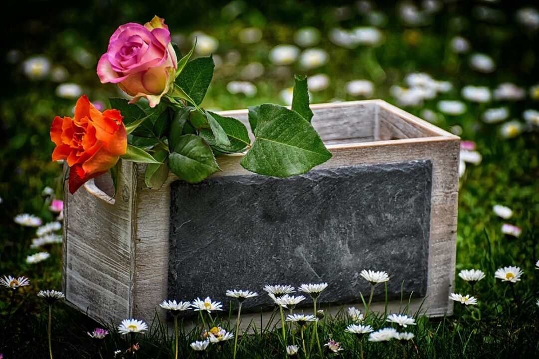 Cum să plantezi în grădină florile din ghiveci primite de 8 Martie