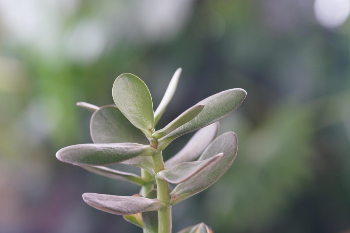 Planta banilor. Cum să o îngrijești corect pentru a avea o plantă sănătoasă