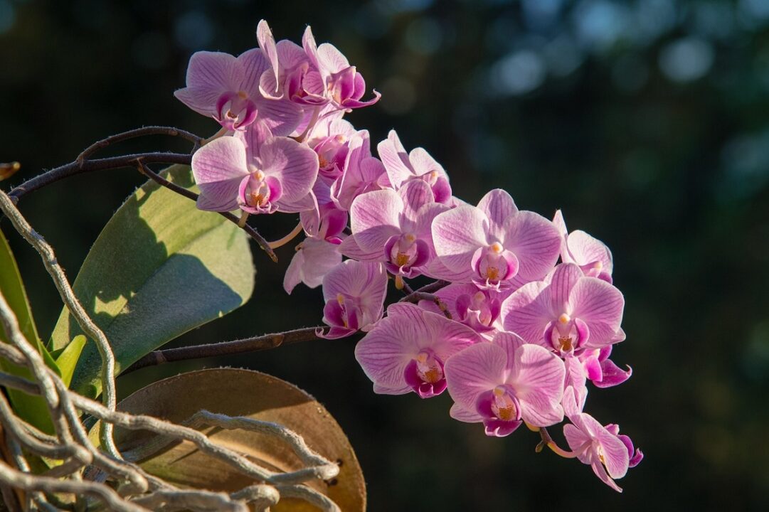 Orhideea Phalenopsis – frumusețe accesibilă la ghiveci
