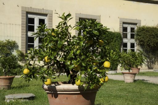 Livada la ghiveci: ce poți planta pentru fructe în spații mici
