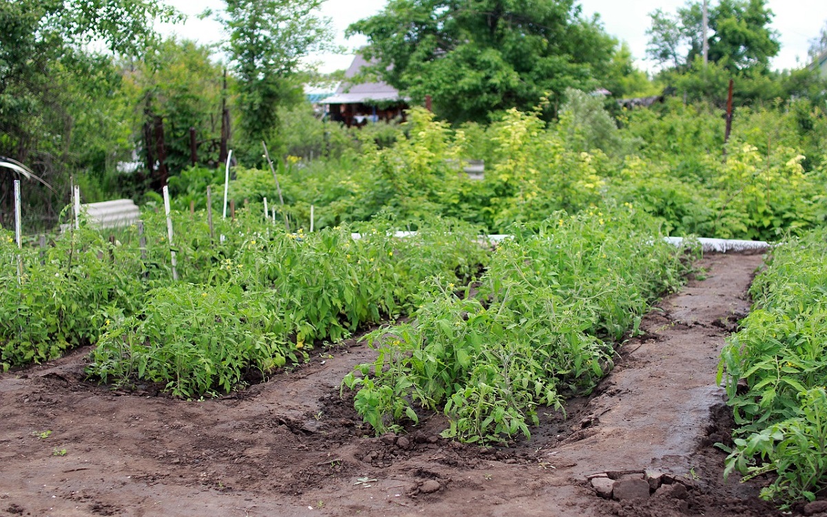 15 îngrășăminte naturale pe care le poți folosi gratis în grădină
