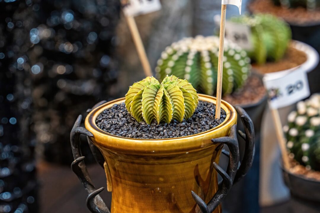 Greșeli de întreținere care îți omoară cactușii