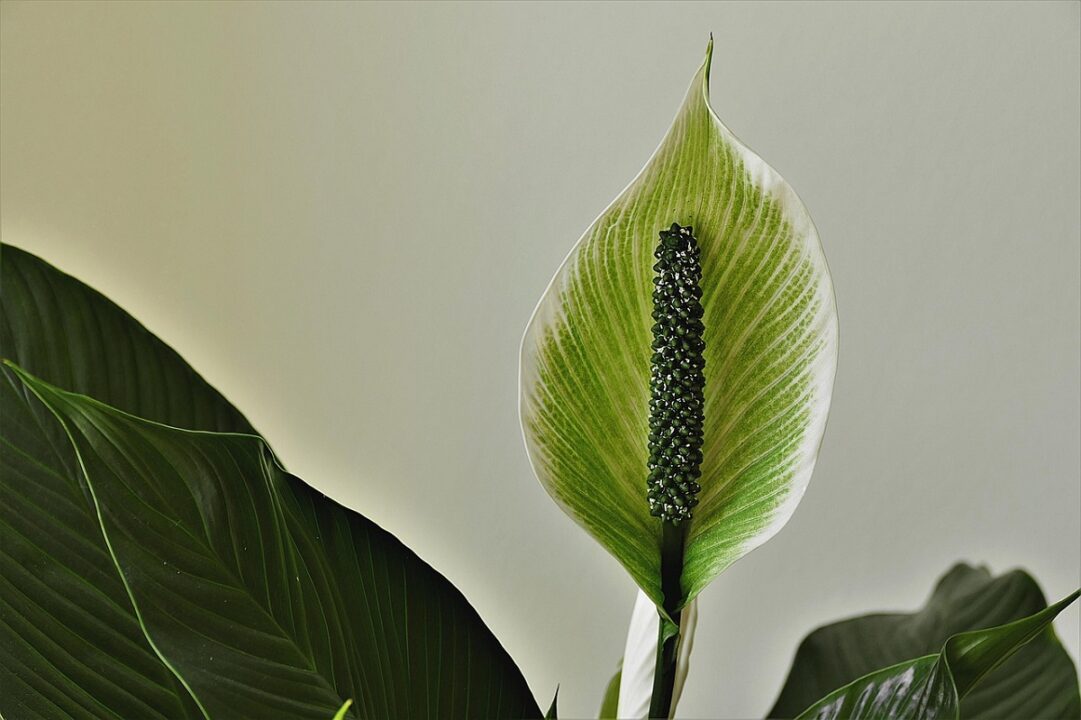 16 plante care purifică aerul din casă. Unde și cum cresc