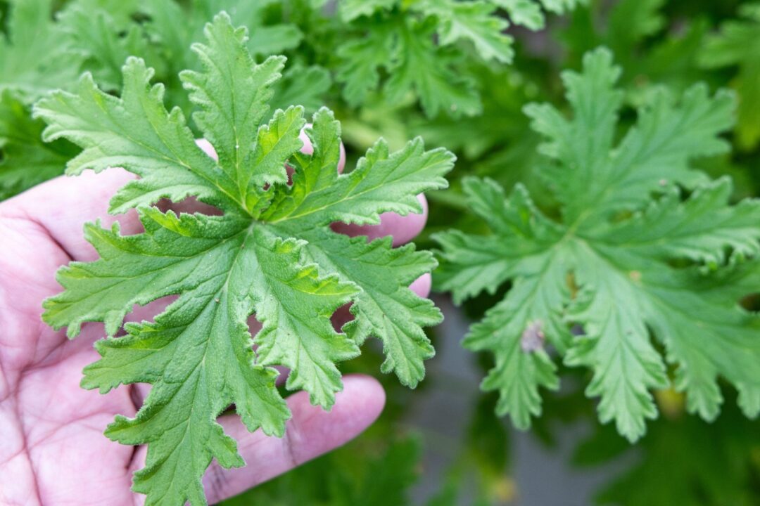Antidot natural: plante care țin țânțarii la distanță