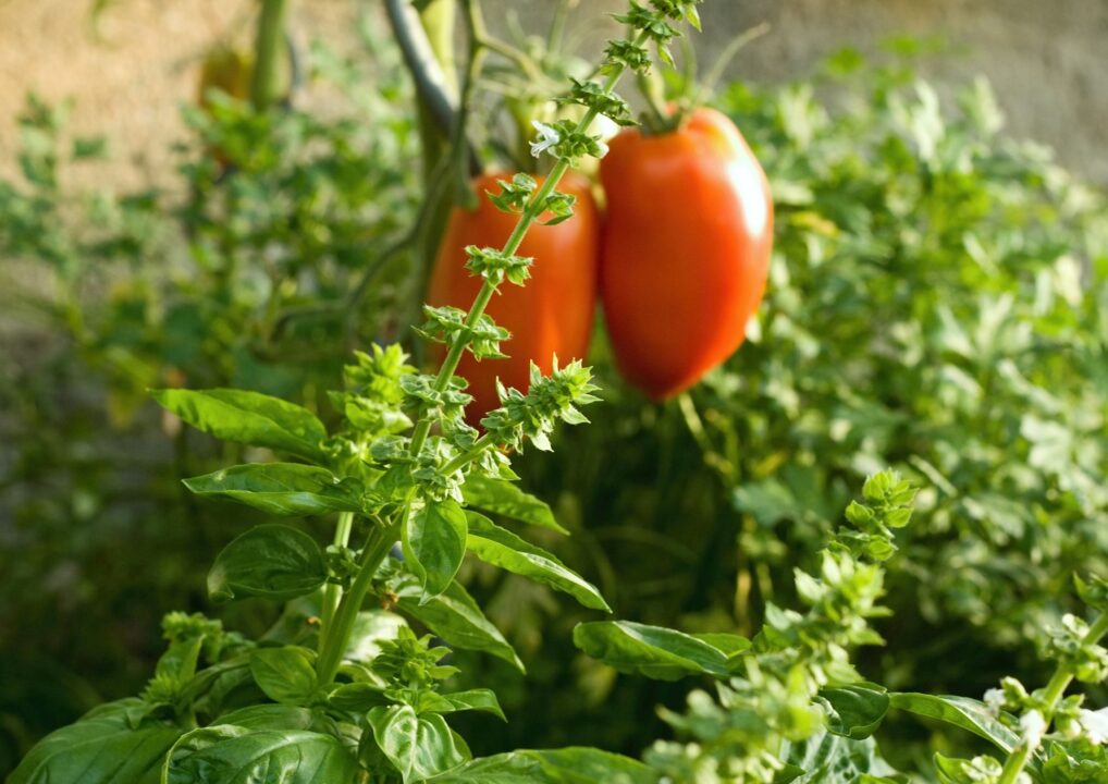 Prietenii din grădină: cum asociezi plantele pentru o grădină sănătoasă