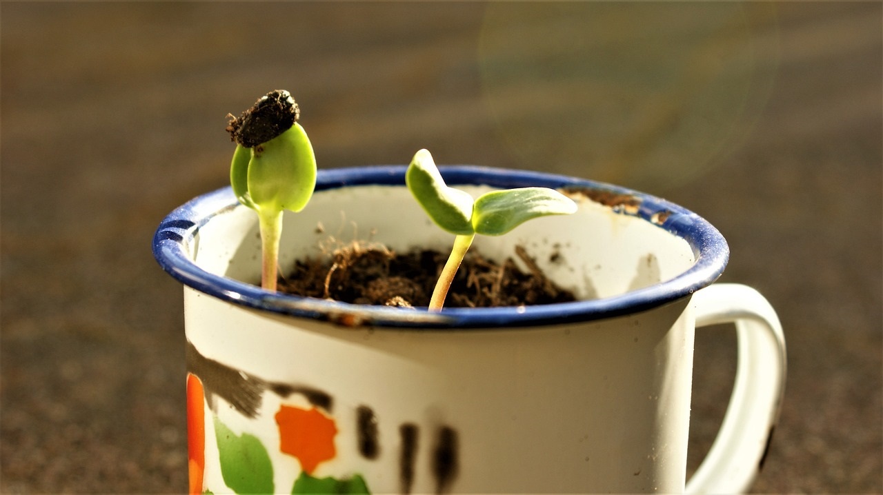 Recipiente de refolosit în grădină, pentru răsaduri și plante noi