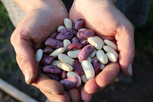 Aceste alimente atrag dăunătorii în cămară. Iată cum le depozitezi corect