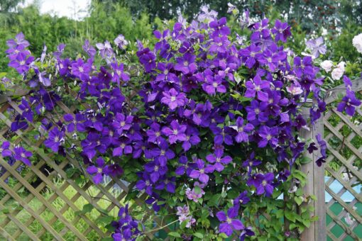 Clematitele și florile lor uimitoare. Cum le îngrijești pentru a le stimula înflorirea