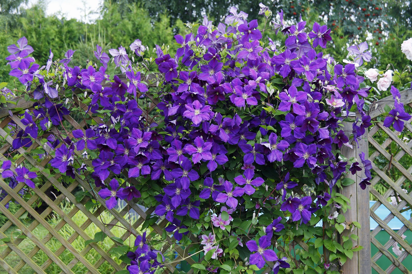 Clematitele și florile lor