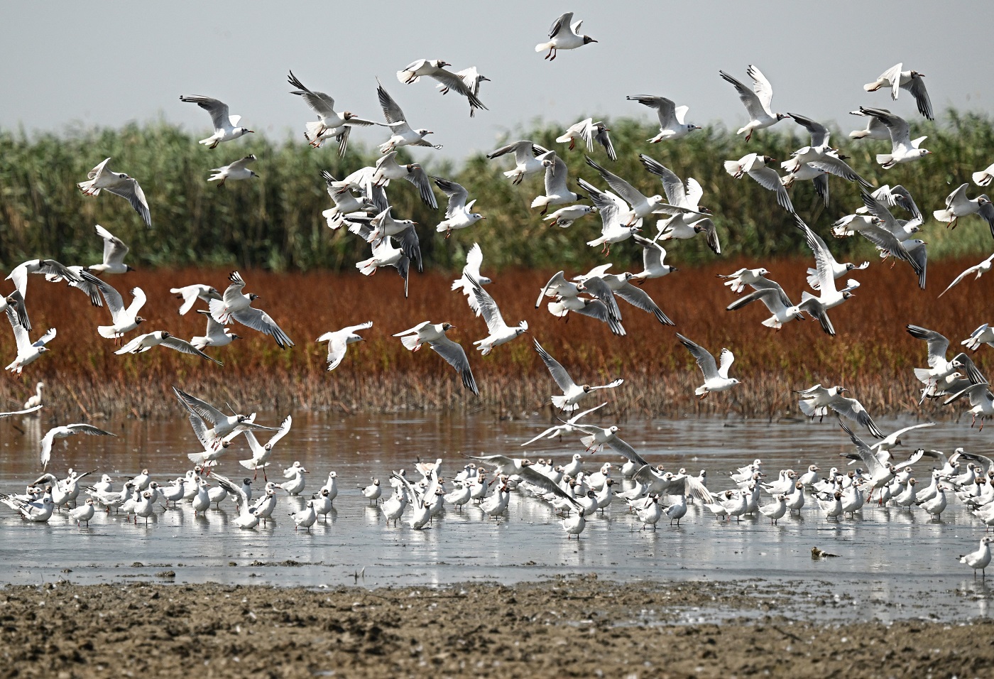 Dobrogea și rezervațiile sale