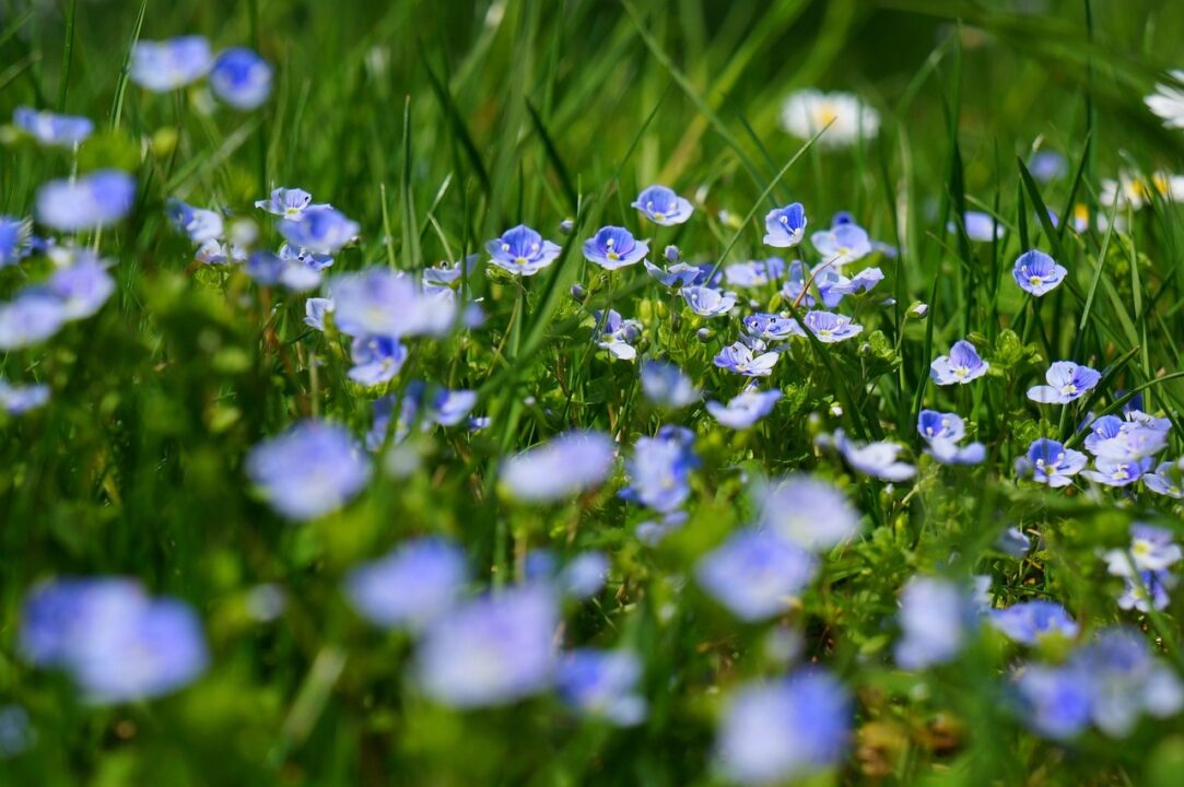 Flori de câmp într-o curte mică – iată ce poți planta și cum
