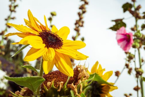 Aceste plante rezistă cu succes verilor tot mai calde din România