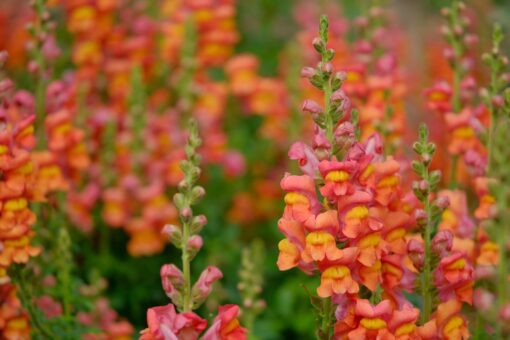 Gura leului – o floare cu farmec rustic