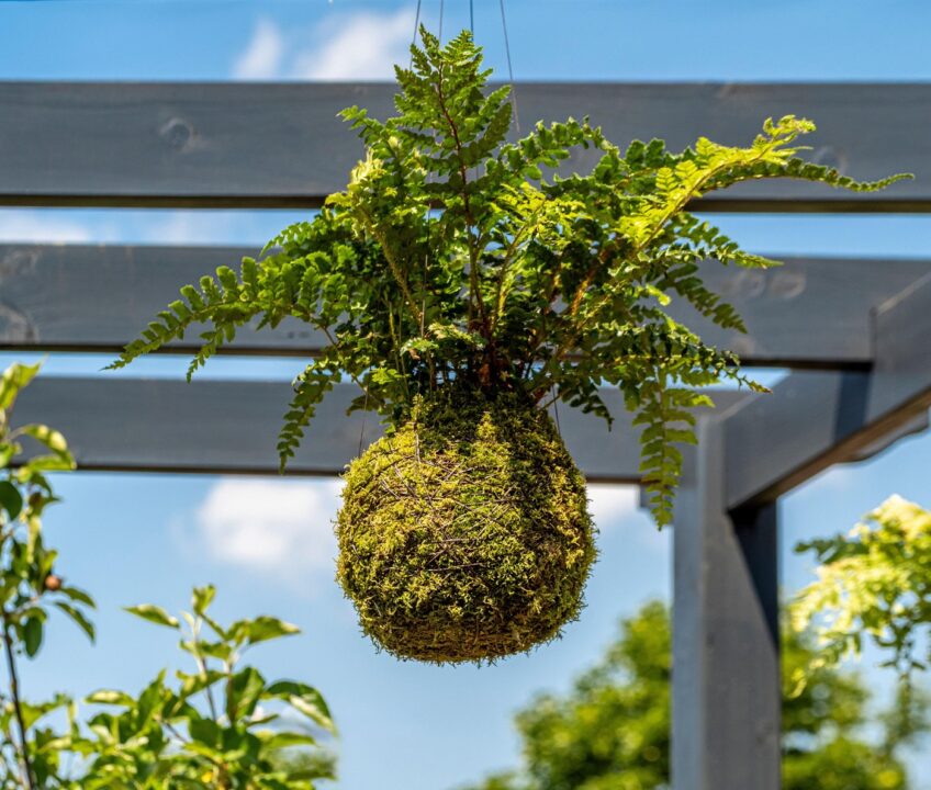Kokedama – inspirație asiatică pentru creșterea grădinilor suspendate