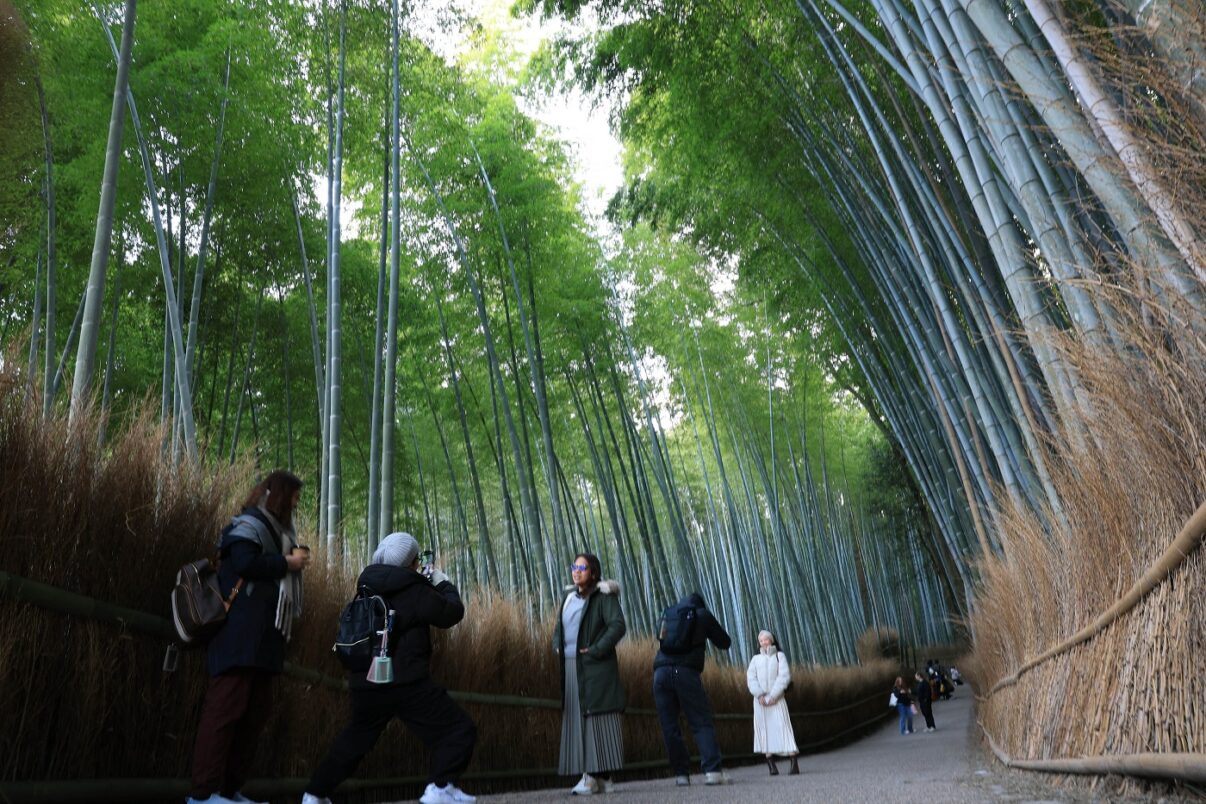 Minunile Japoniei: pădurea de bambuși din Kyoto