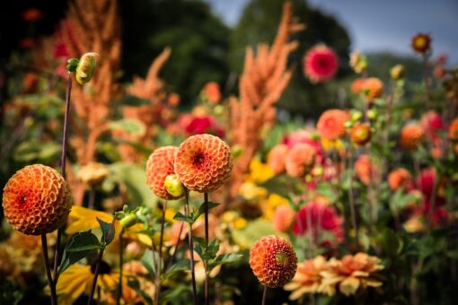 Plante perene versus plante anuale: ce este mai eficient să plantezi în grădină?