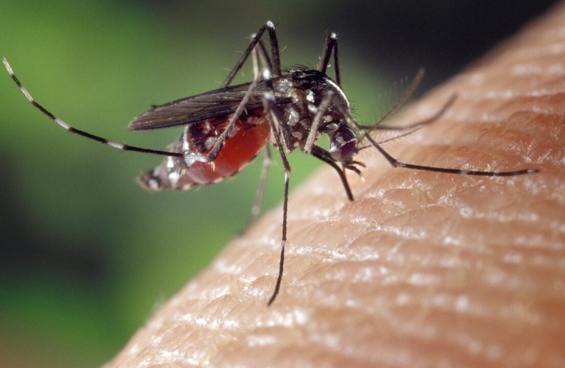Vine anotimpul țânțarilor. Cum îi ții la distanță cu soluții și creme naturale