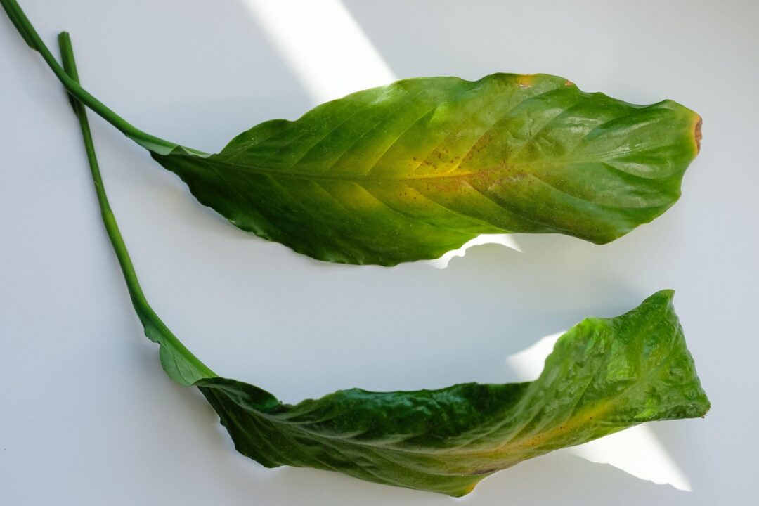 Umezeala – inamic al plantelor? Cum o combati și îți menții plantele de apartament sănătoase