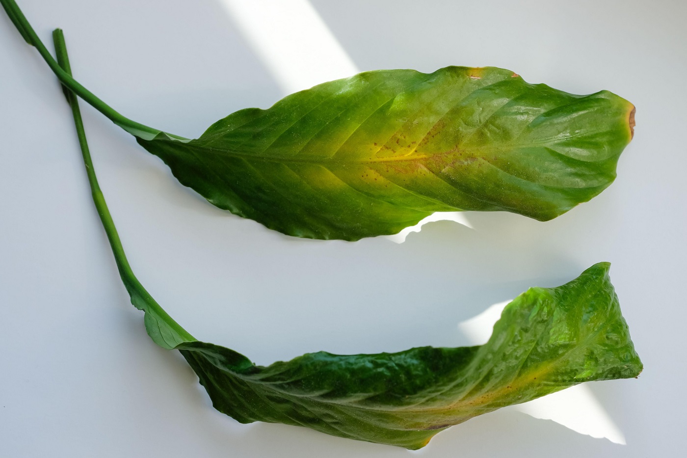 Umezeala - inamic al plantelor? Cum o combati și îți menții plantele de apartament sănătoase