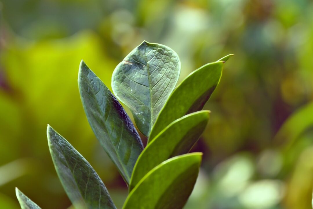 Plante pentru oameni ocupați: Zamioculcas
