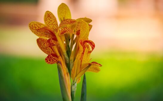 Canna indica – planta care domnește în plin soare