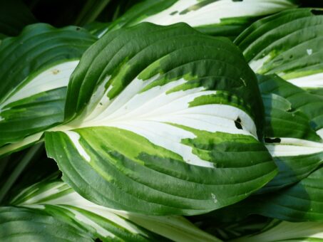 Crinii Hosta – eleganța care îmbracă orice grădină