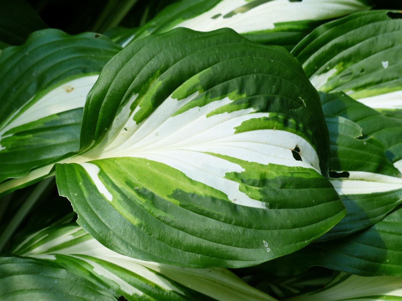 Crinii Hosta - eleganța care îmbracă orice grădină