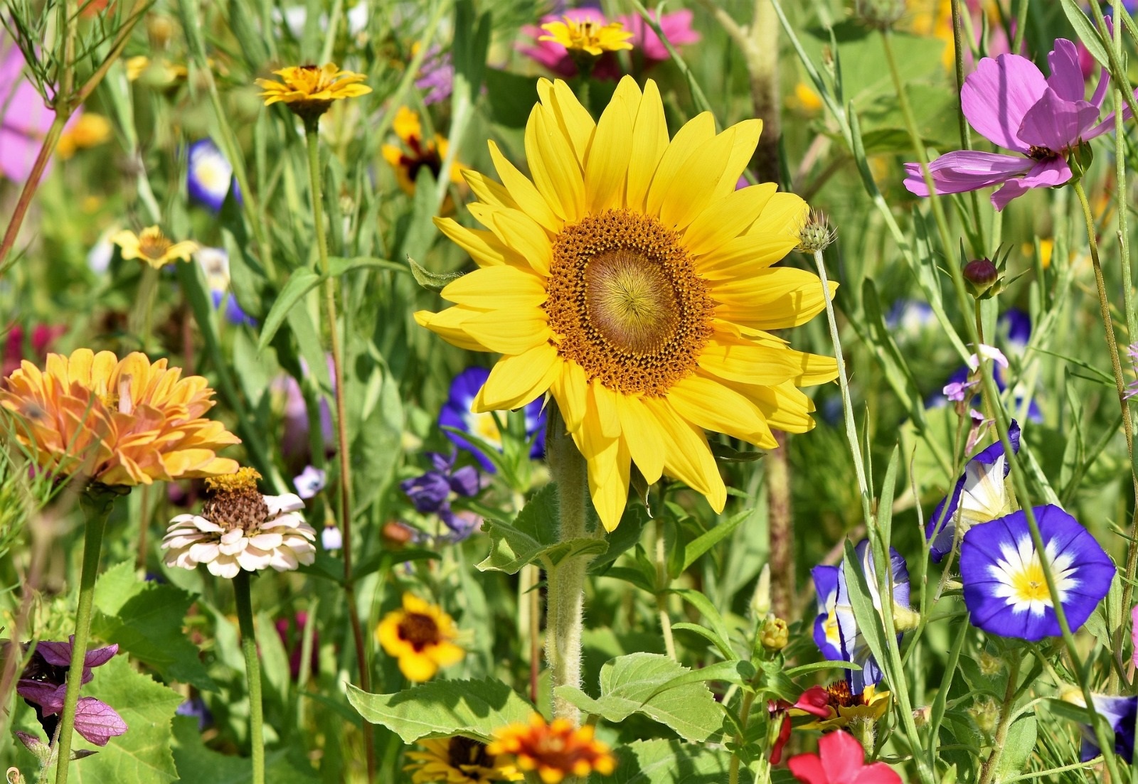 plante pe care bunicii le iubeau
