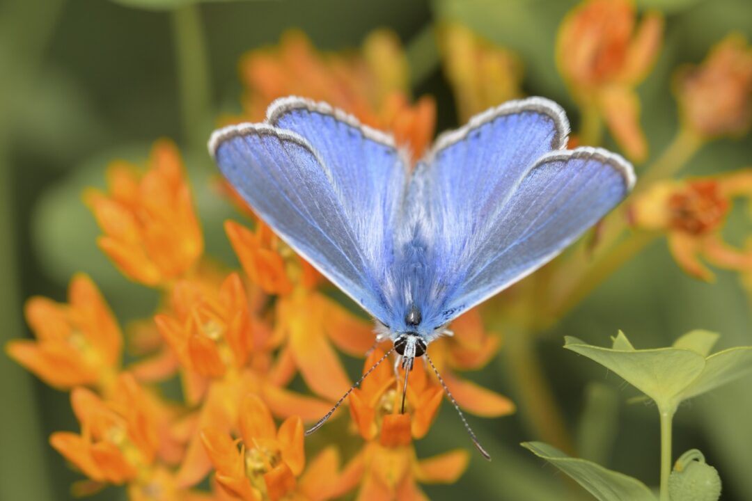 Iarba fluturilor sau cum umpli grădina de culoare – asclepias tuberosa