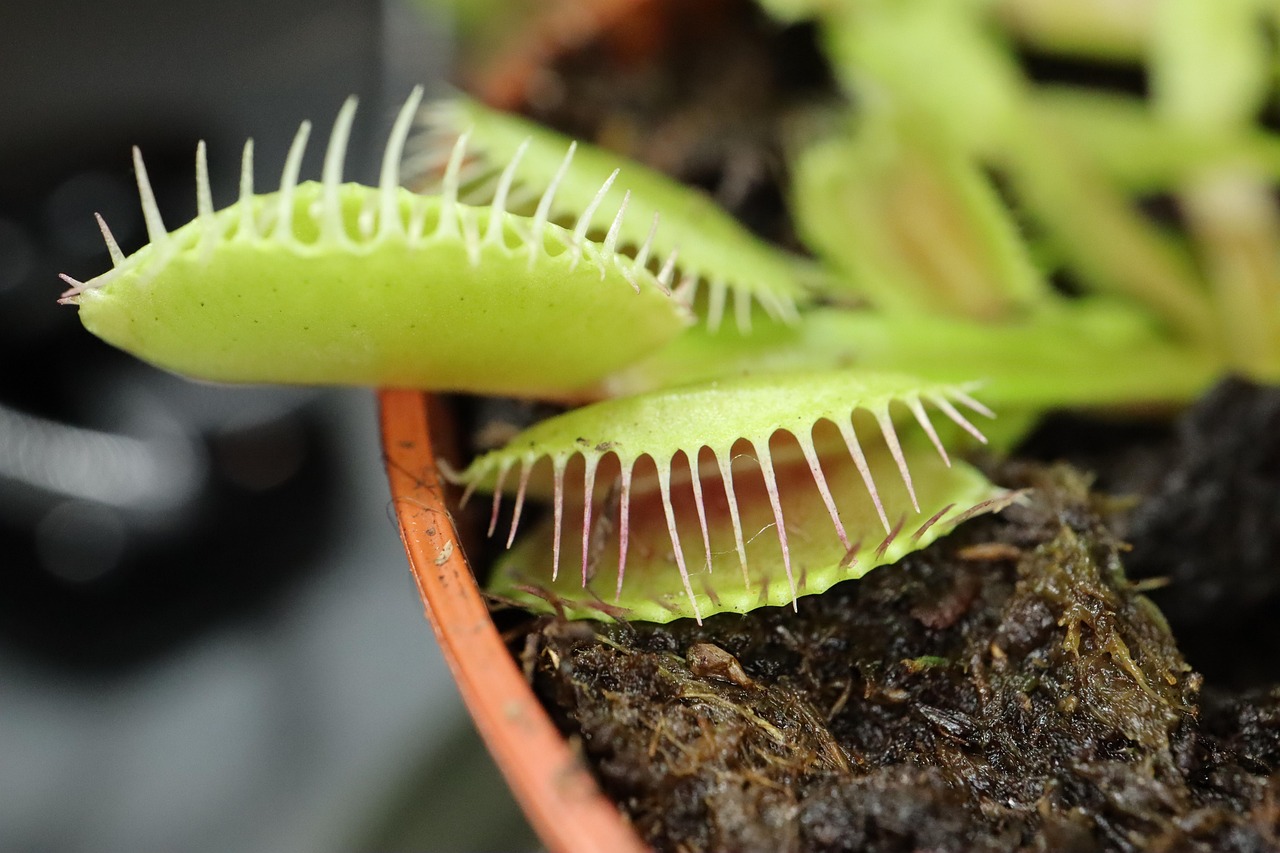 plante carnivore