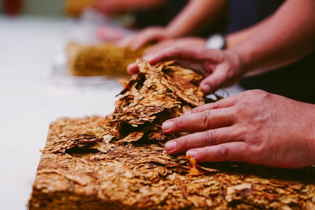 Tutunul – varianta ecologică pentru a scăpa de dăunători 