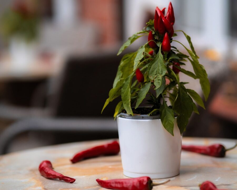 Ardei iuți – un condiment la ghiveci accesibil oricui