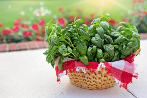 Busuiocul – de la sacru la savoare și aromă în ghiveci