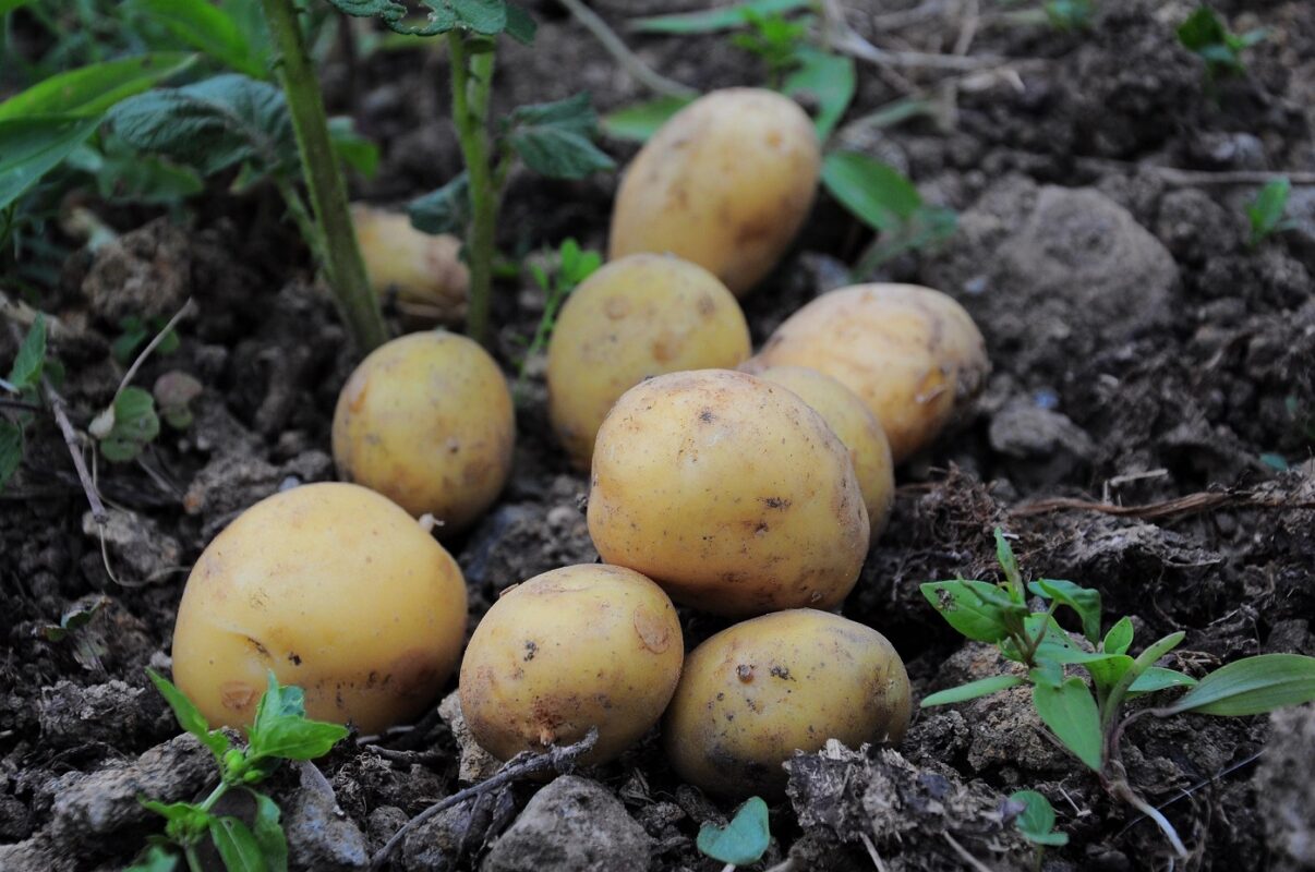 La câte lucruri poți folosi cartofii în afara bucătăriei