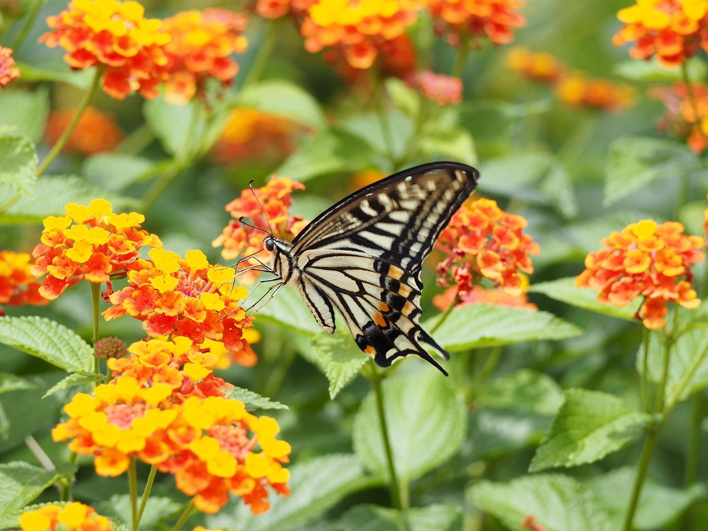 Lantana