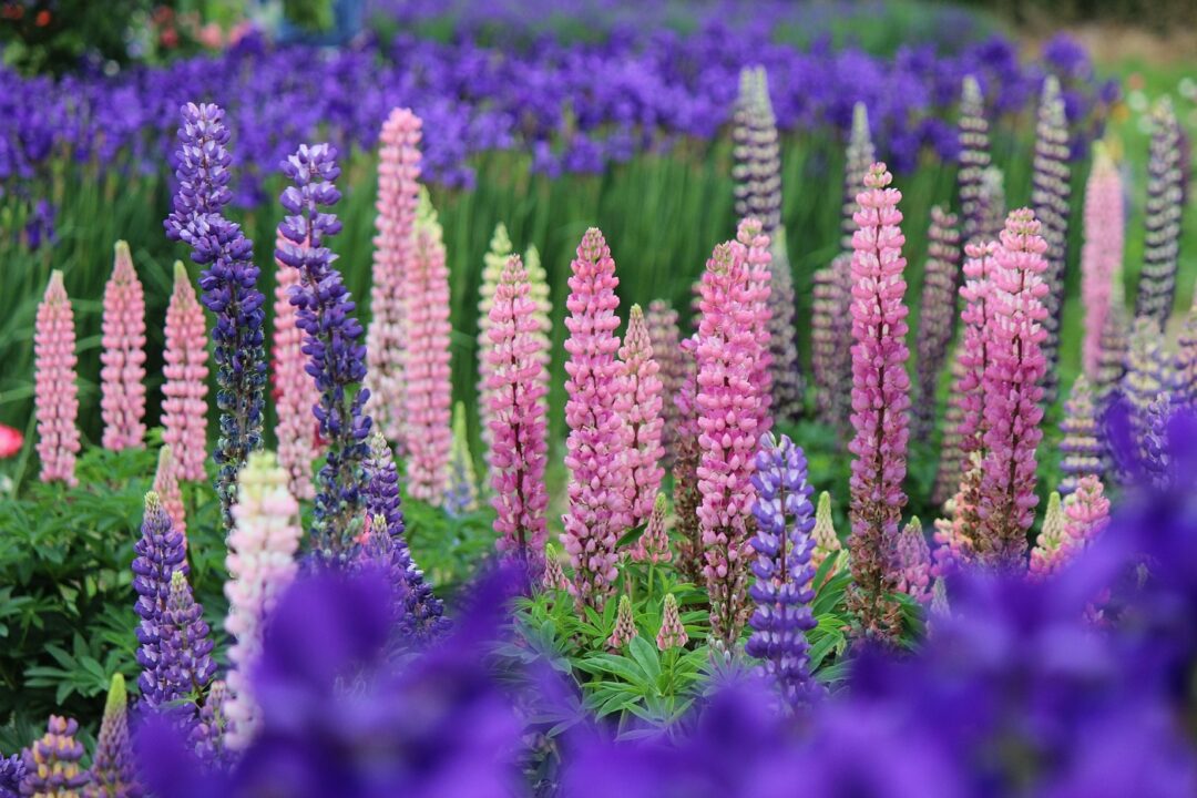 Lupinul – o floare care cere mult mai puțin decât oferă