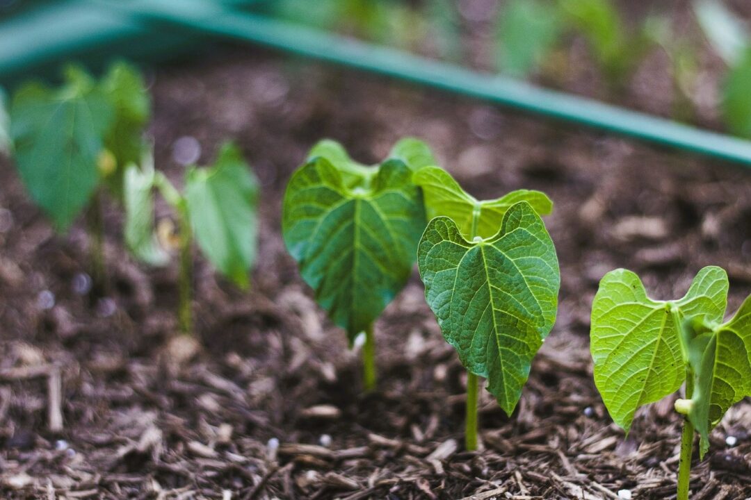 Grădina în iulie: legume pe care să le plantezi acum