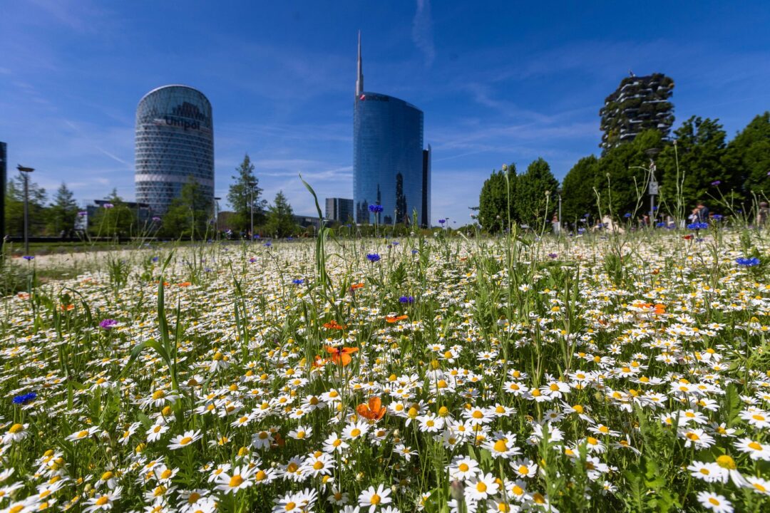 Pajiști urbane și disputa între peisagistică și ecologie