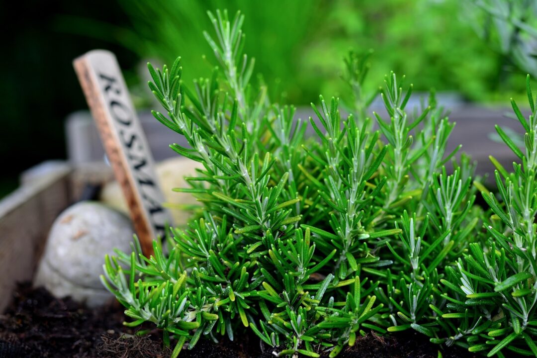 Rozmarinul aromatic, decorativ și vindecător. Cum îl crești