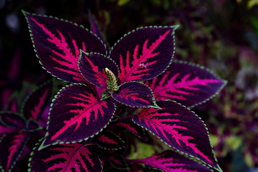 Urzica decorativă – planta fără pretenții, care înfrumusețează orice spațiu