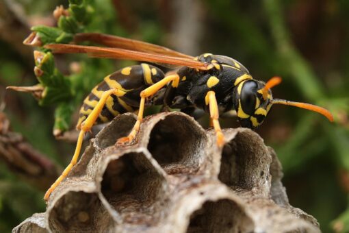 Canicula le ajută să se dezvolte: insecte care îți pot face rău