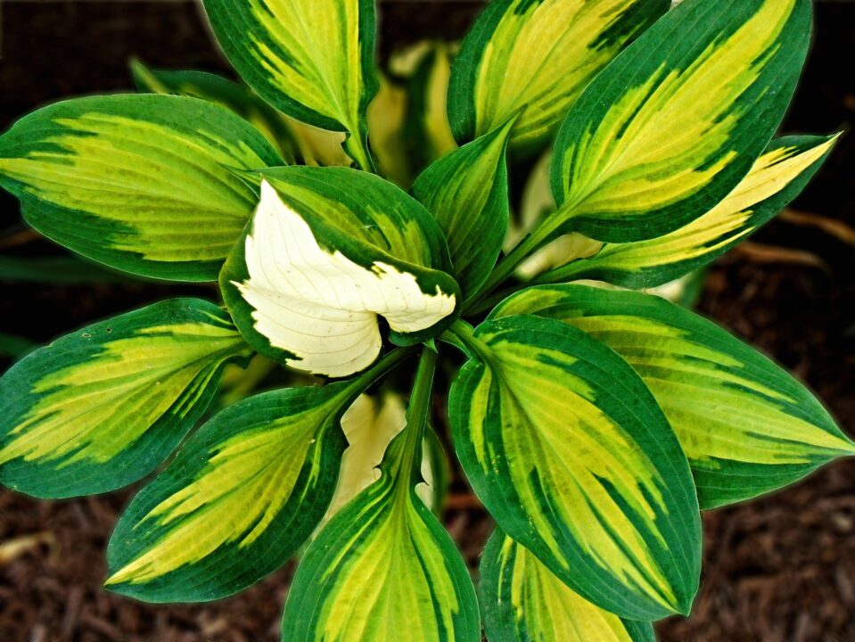 Împărăția plantelor cu frunze colorate: cum le păstrezi frumusețea