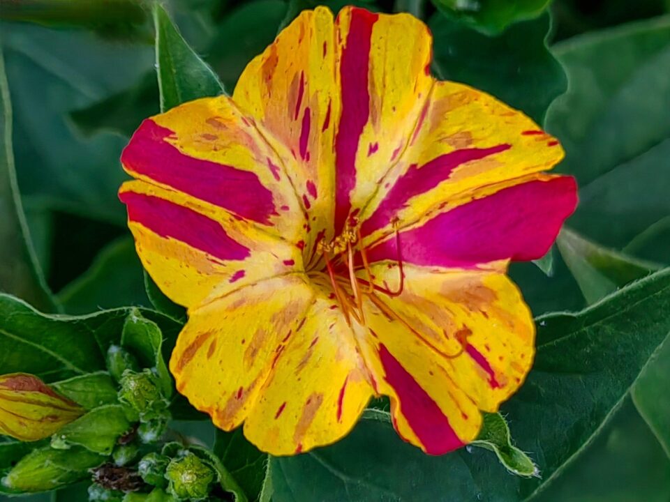 Mirabilis – floarea de la ora patru