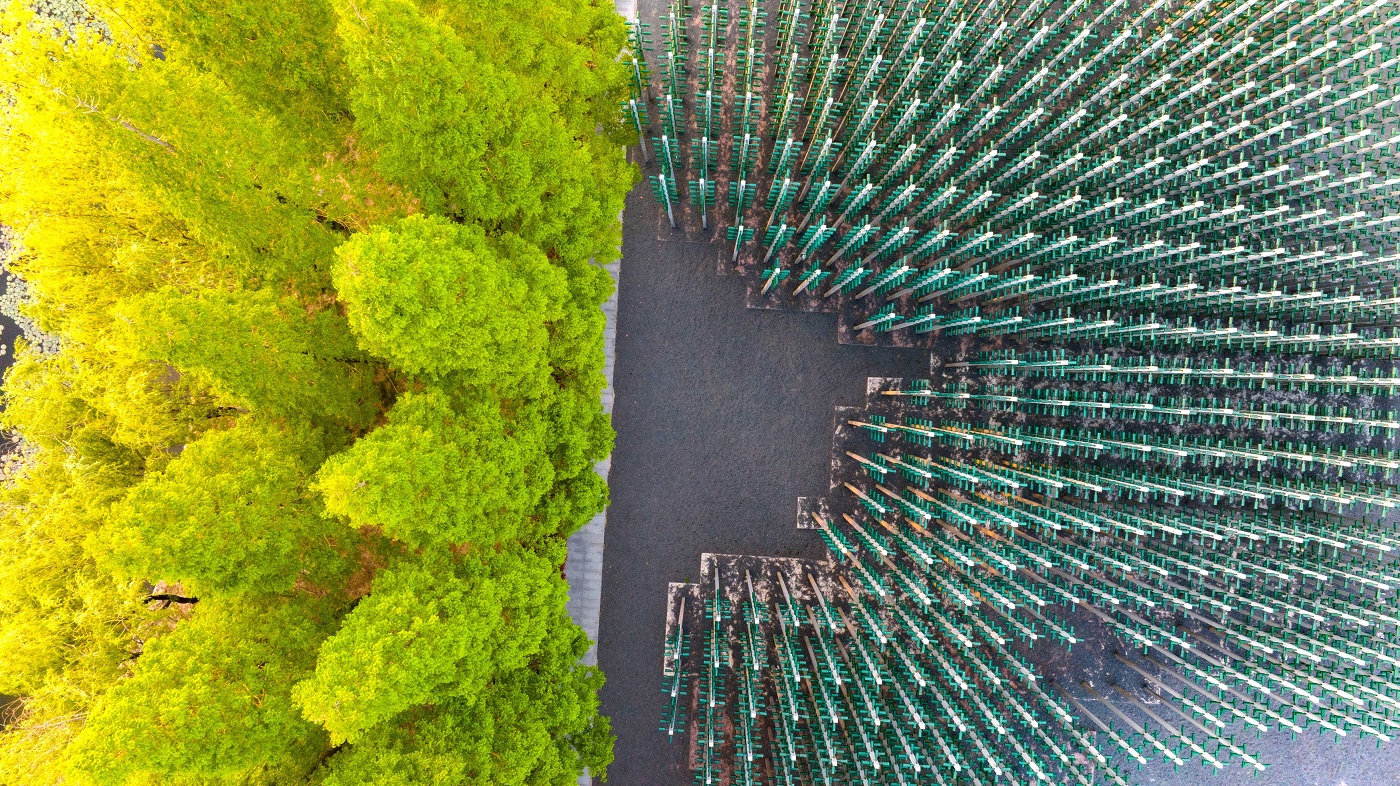 O pădure pentru iubitorii de bere